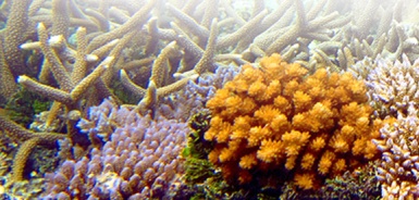 Đa dạng sinh học vùng biển ven bờ và bảo tồn ở Tây Thái Bình Dương (2008-2017)