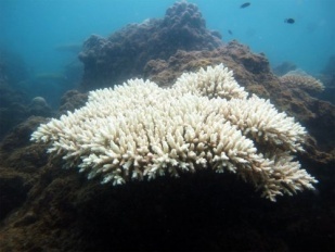 Rạn san hô dưới tác động của khí hậu và nhân sinh (IOC/WESTPAC-CorReCAP) (2008-2017)