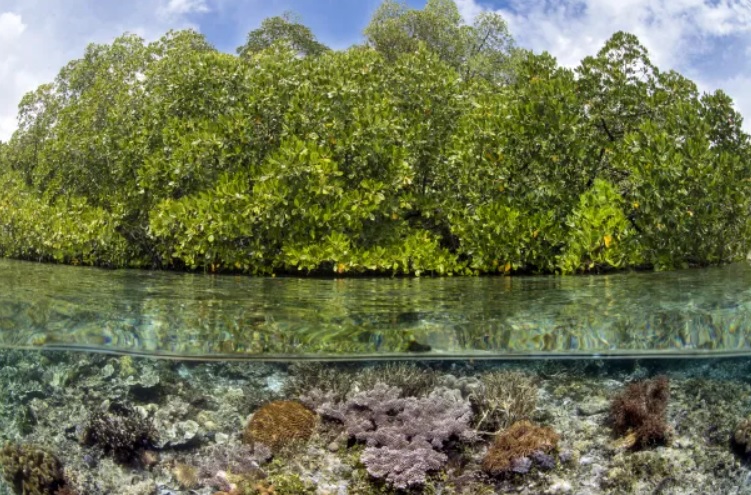 Tác động của biến đổi khí hậu và khí nhà kính 