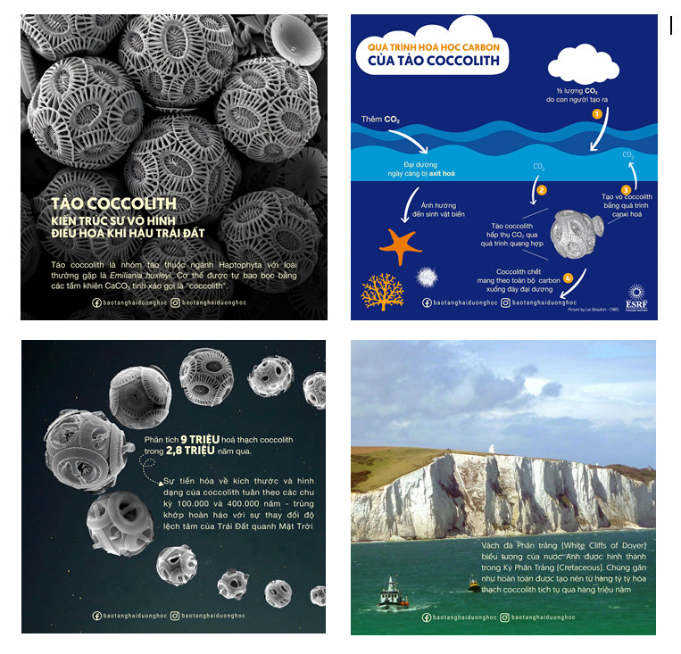 Tao Coccolithophore 6