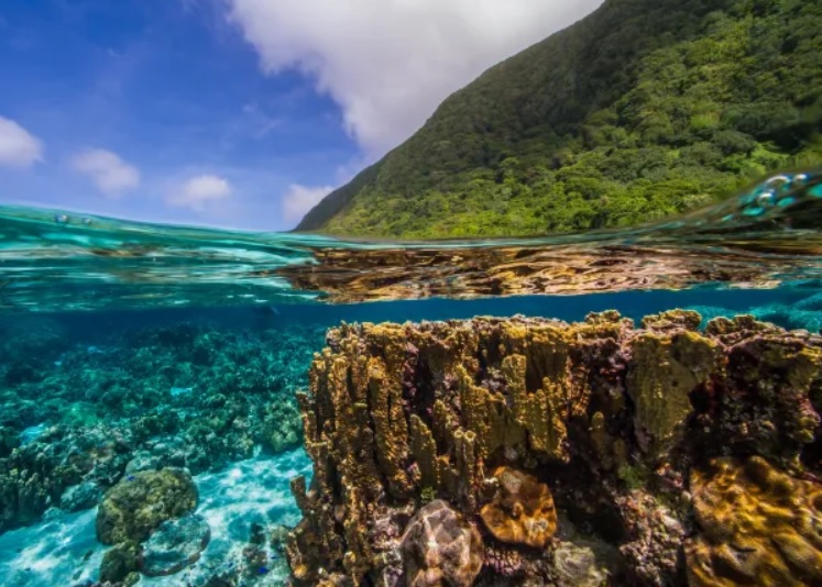 Sự suy giảm oxy trong đại dương