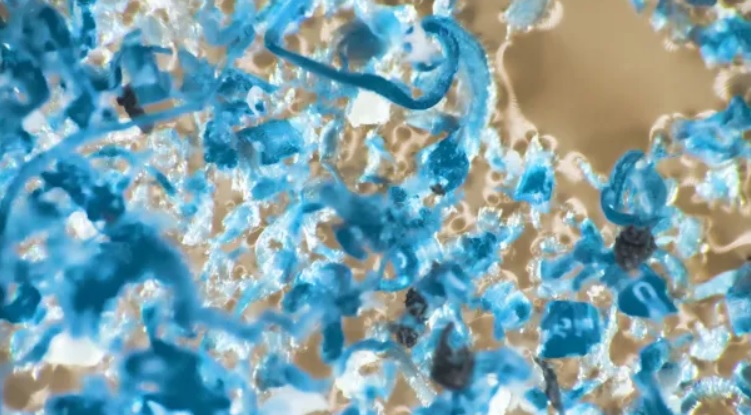 Vi nhựa trong môi trường biển