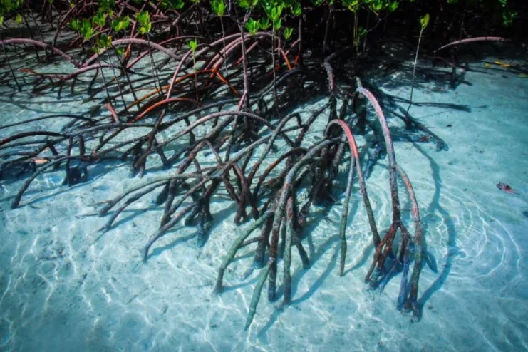 Các hệ sinh thái carbon xanh